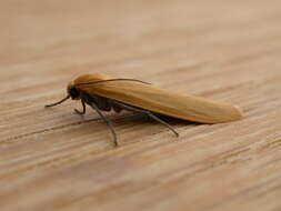 Image of orange footman