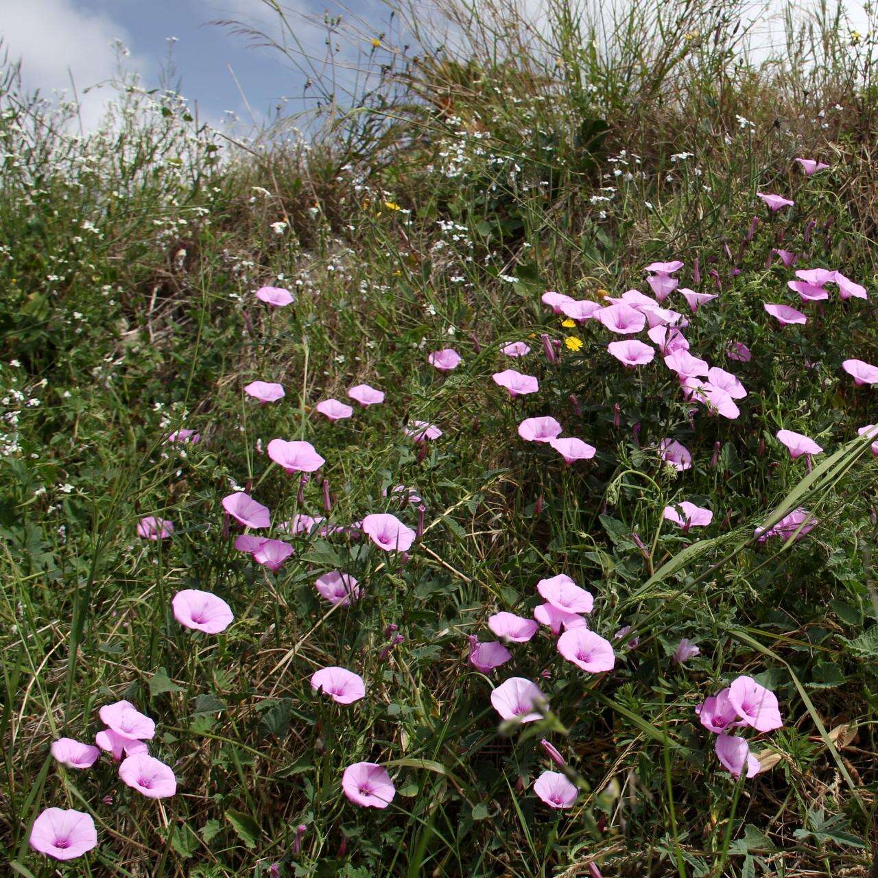 Image of bindweed