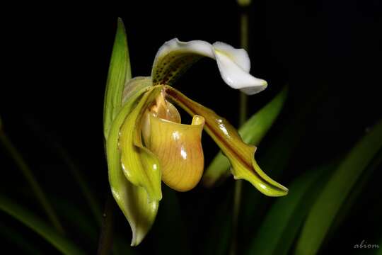 Слика од Paphiopedilum exul (Ridl.) Rolfe