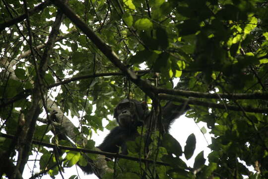 Image of Eastern Chimpanzee