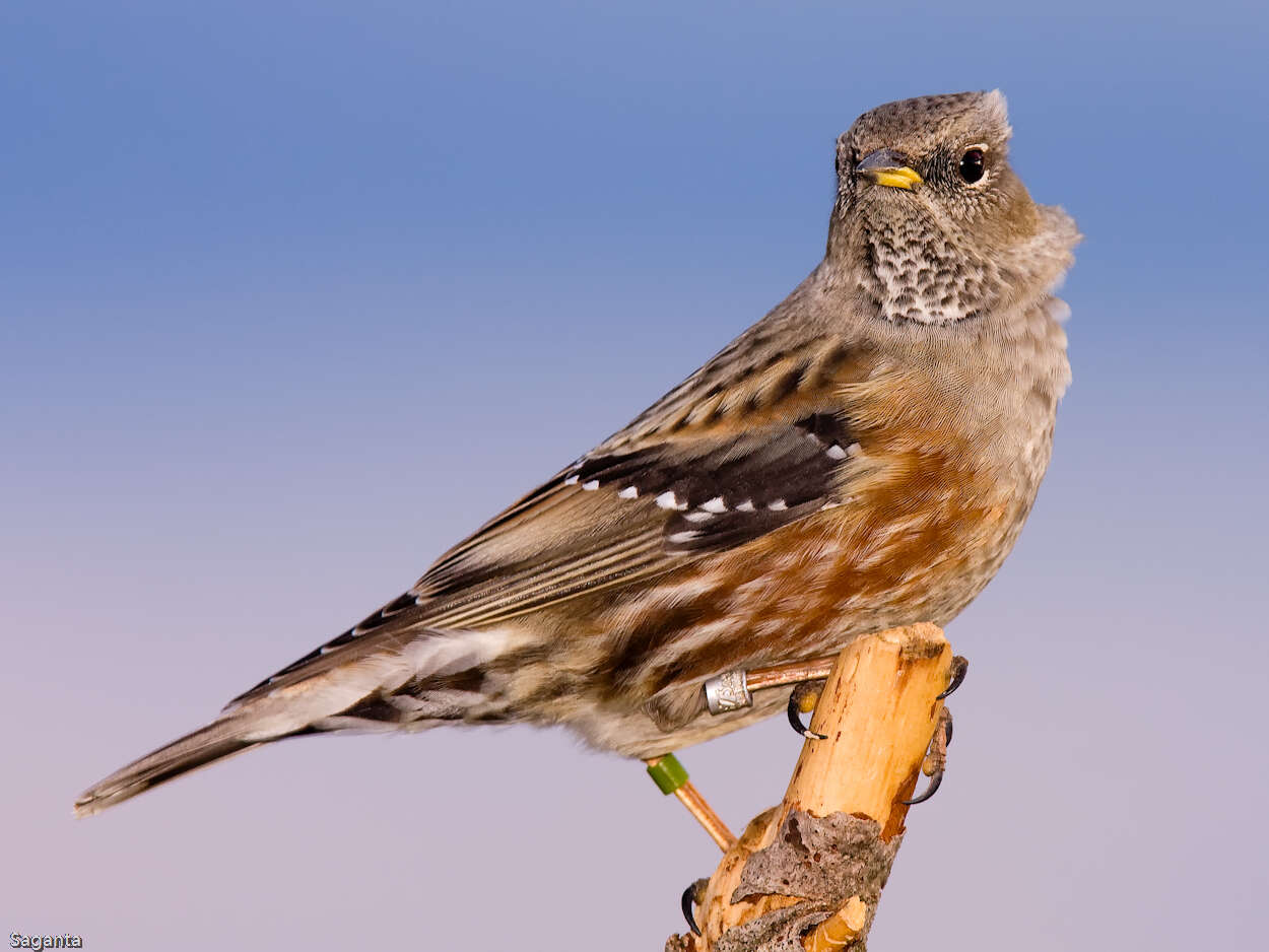 Image of accentors