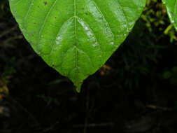 Image of Cissus biformifolia Standl.