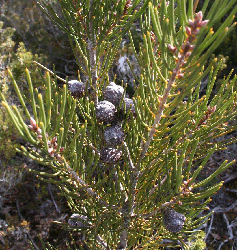 Image of Hakea lissosperma R. Br.