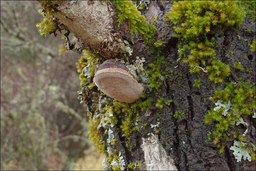 Image of Phellinus pomaceus (Pers.) Maire 1933