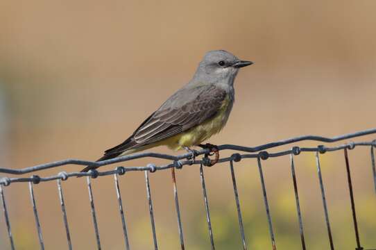 Image of Western Kingbird