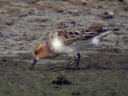 Image of Red-necked Stint