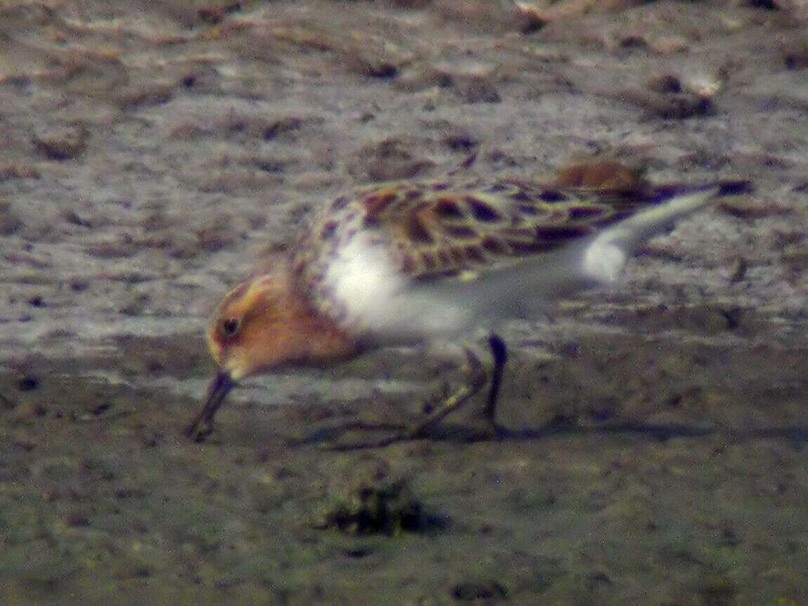 Image of Calidris Merrem 1804