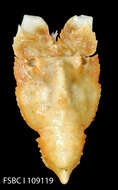 Image of Arctidinae Holthuis 1985