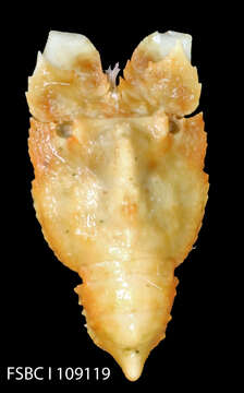 Image of Spanish lobster