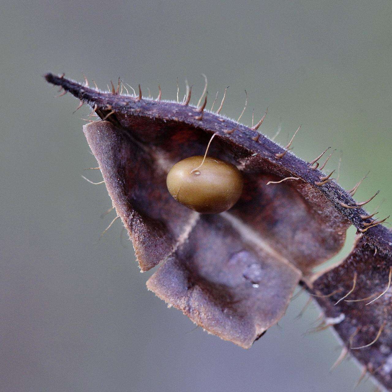 Image of Mimosa setosa Benth.