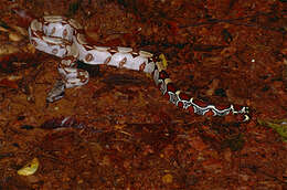 Boa constrictor constrictor Linnaeus 1758 resmi
