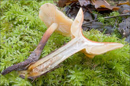 Image of Flammulina