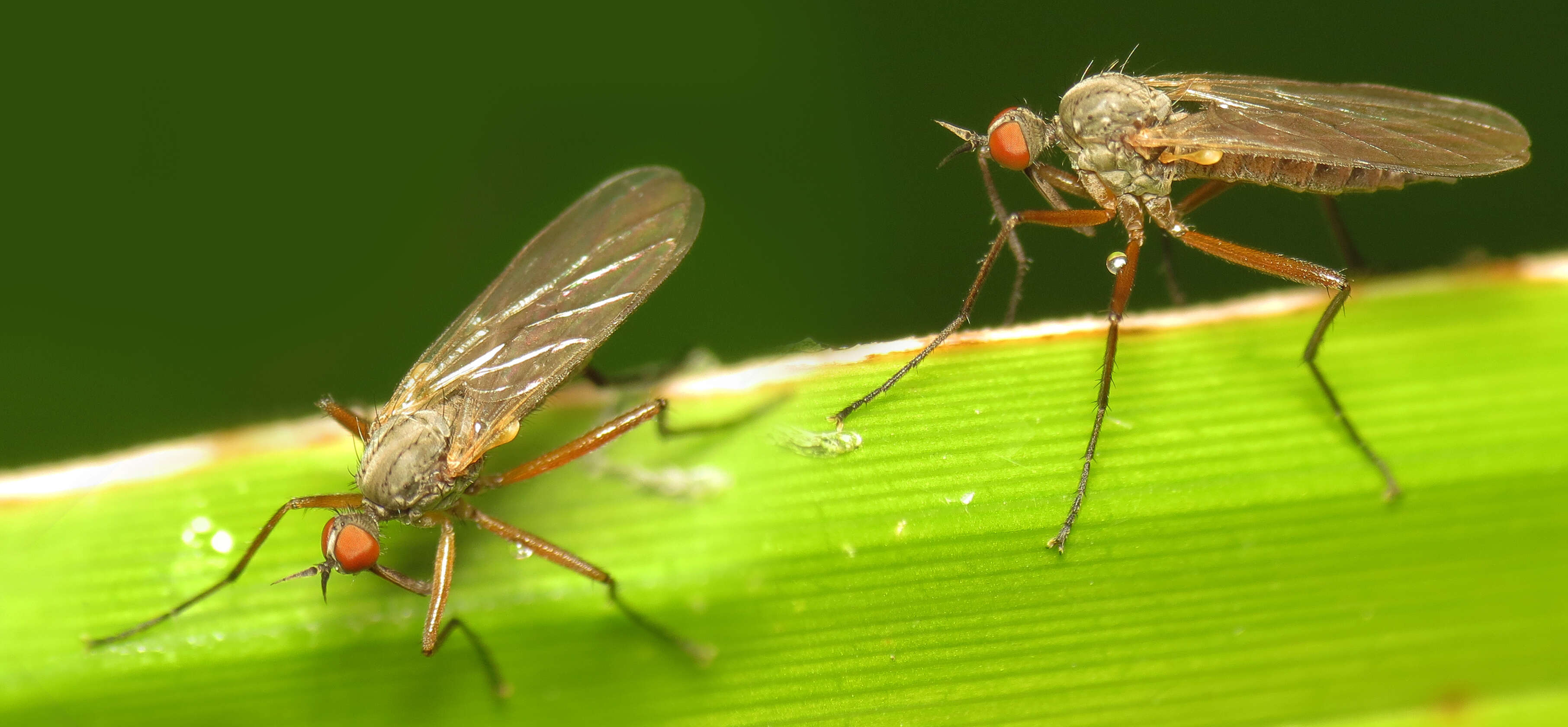 Image of Rhamphomyia variabilis (Fallen 1816)