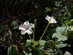 Image of Four o'Clocks