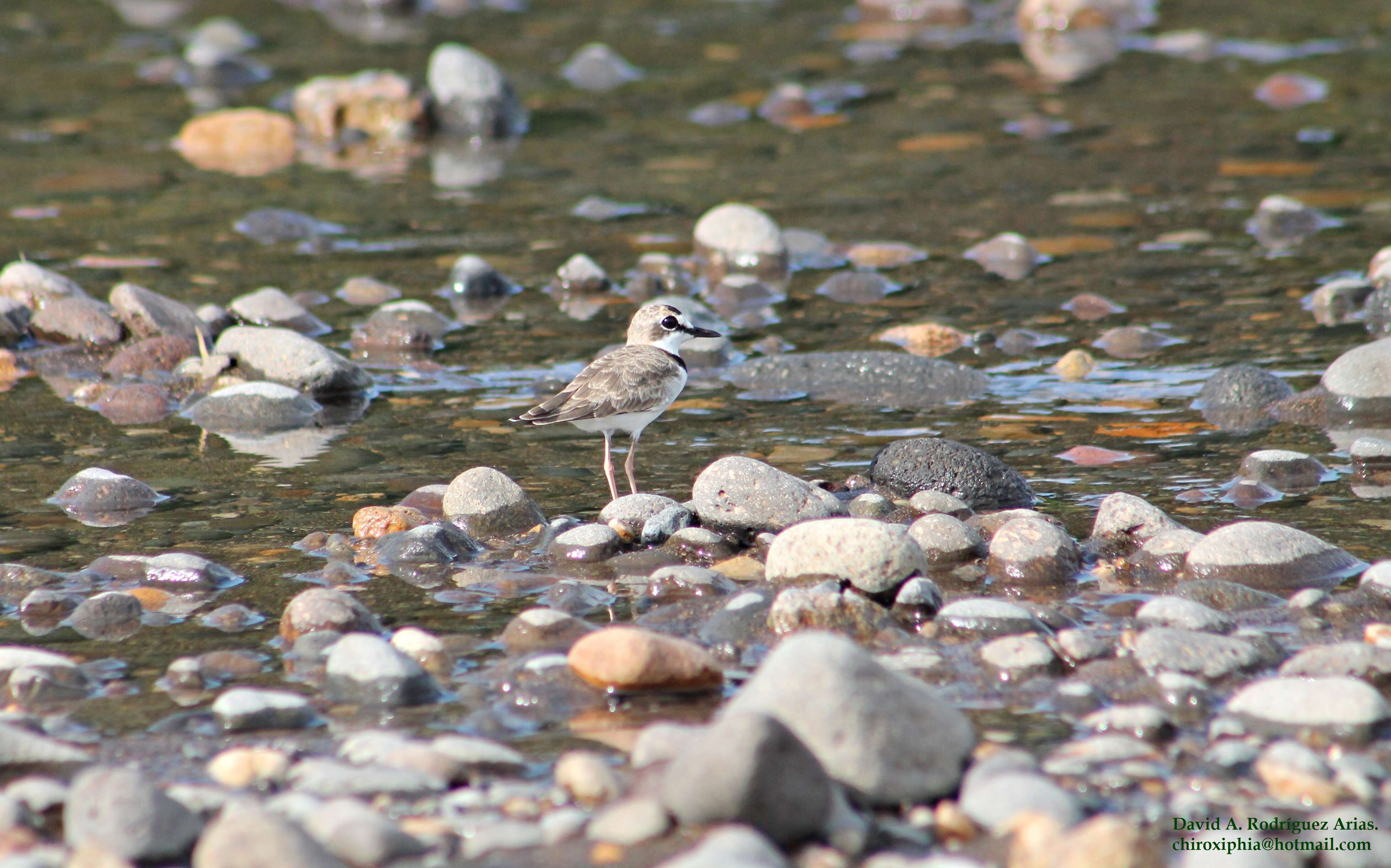 Image of Collared Plover