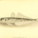 Слика од Chrionema squamiceps Gilbert 1905
