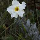 Image of Mandevilla velame (A. St.-Hil.) Pichon