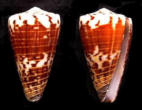 Image of Conus vitulinus Hwass ex Bruguière 1792