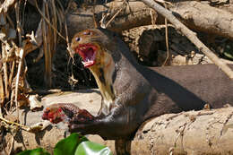 Image of giant otter