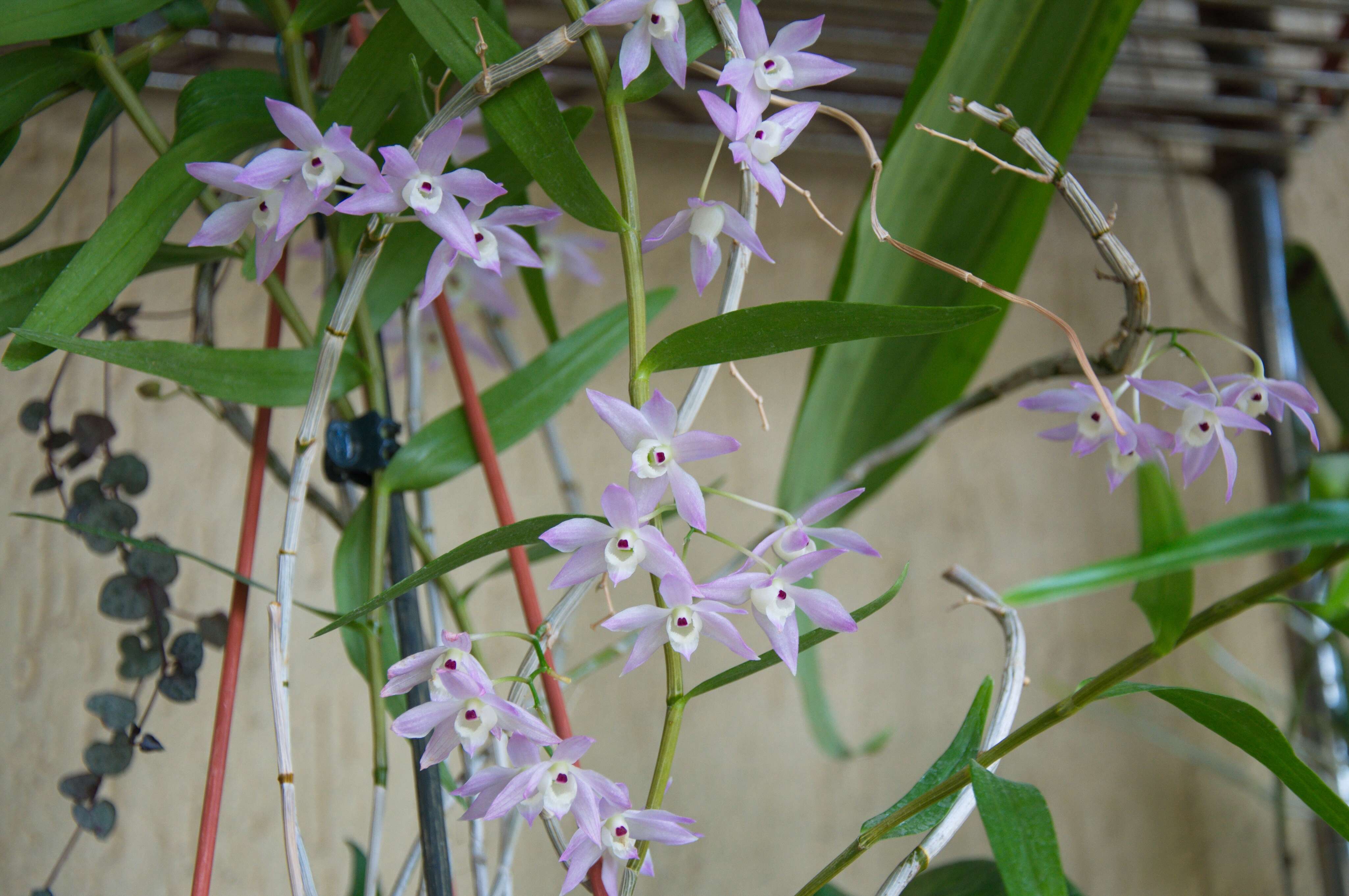 صورة Dendrobium hercoglossum Rchb. fil.