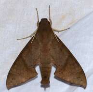 Image of False Fig Sphinx Moth