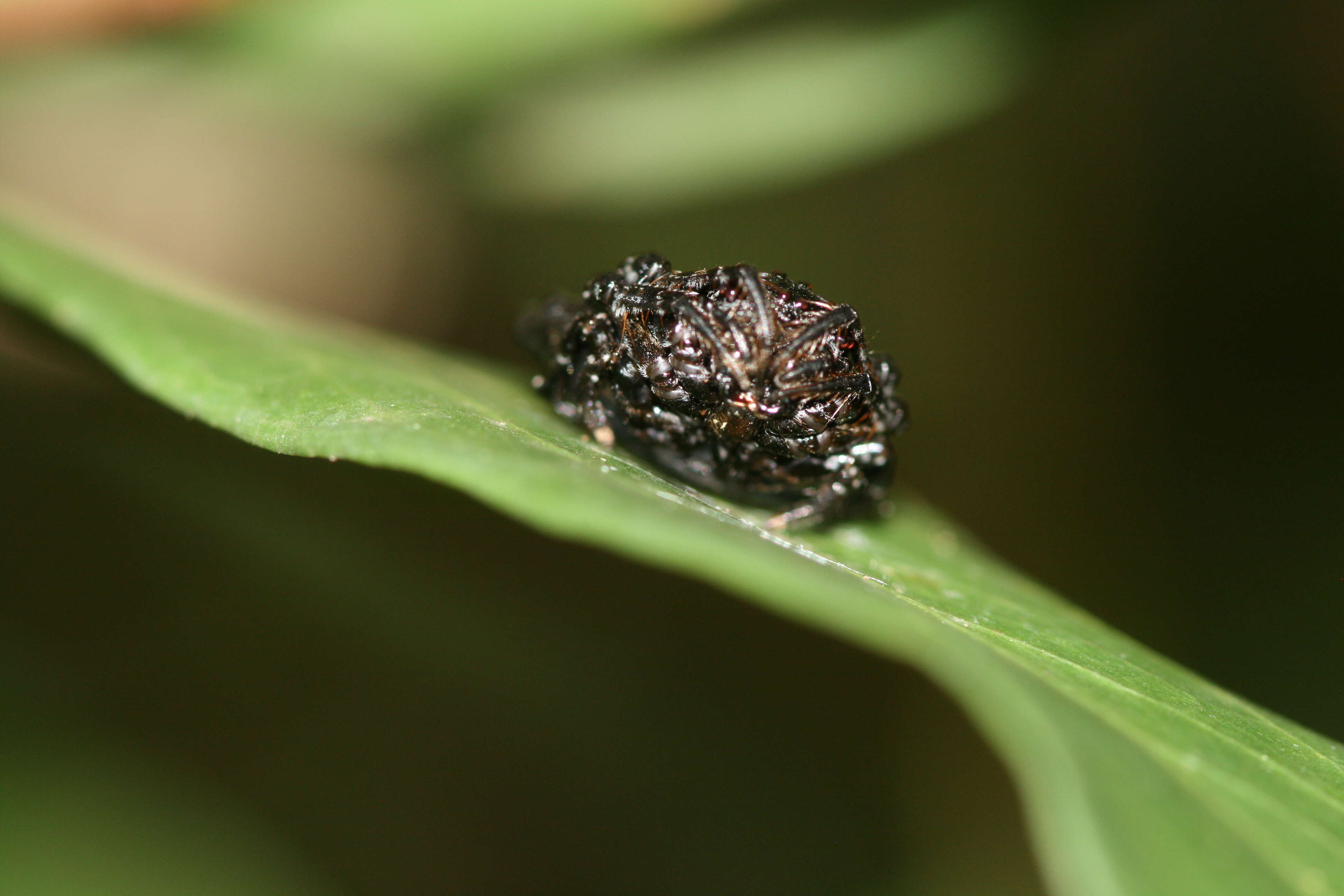 Image of Arkyidae