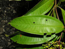 Plancia ëd Miconia longifolia (Aubl.) DC.