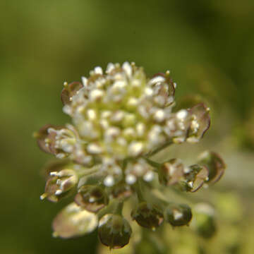 Image of field pepperweed