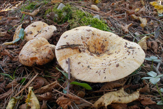 Imagem de Lactarius sanguifluus (Paulet) Fr. 1838