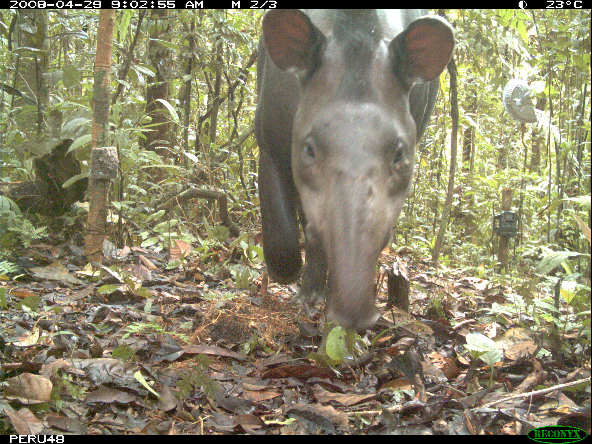 Image de Tapir D'Amérique