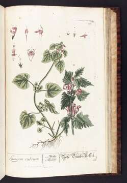 Image of spotted dead-nettle