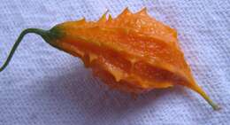 Image of balsampear