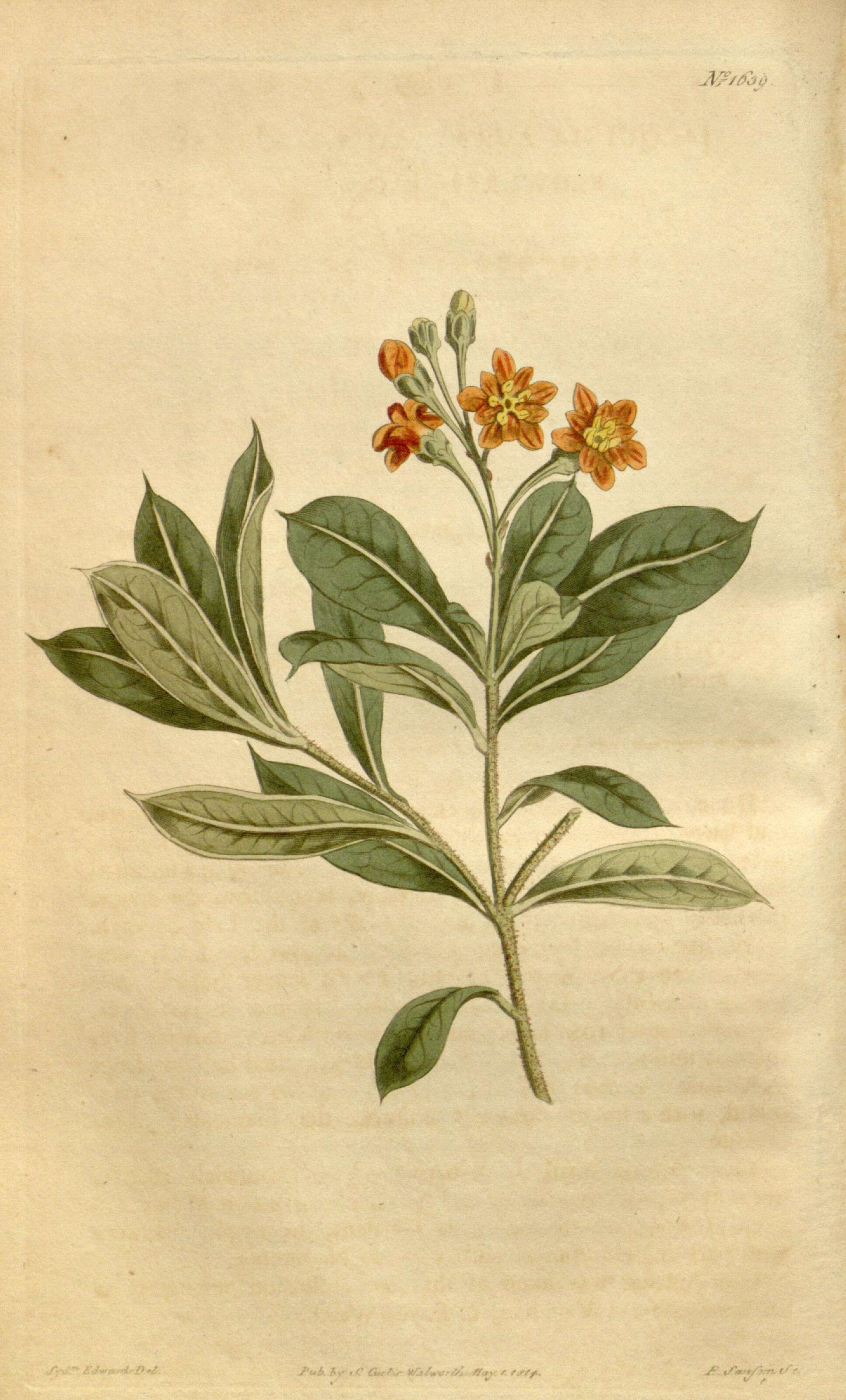 Image of Primulaceae