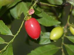 Diospyros mabacea (F. Muell.) F. Muell.的圖片