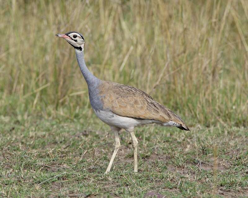 Imagem de Eupodotis senegalensis (Vieillot 1821)