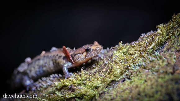 Image of dusky salamanders