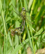 Image of Western Clubtail