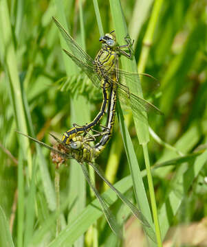 Image of Western Clubtail