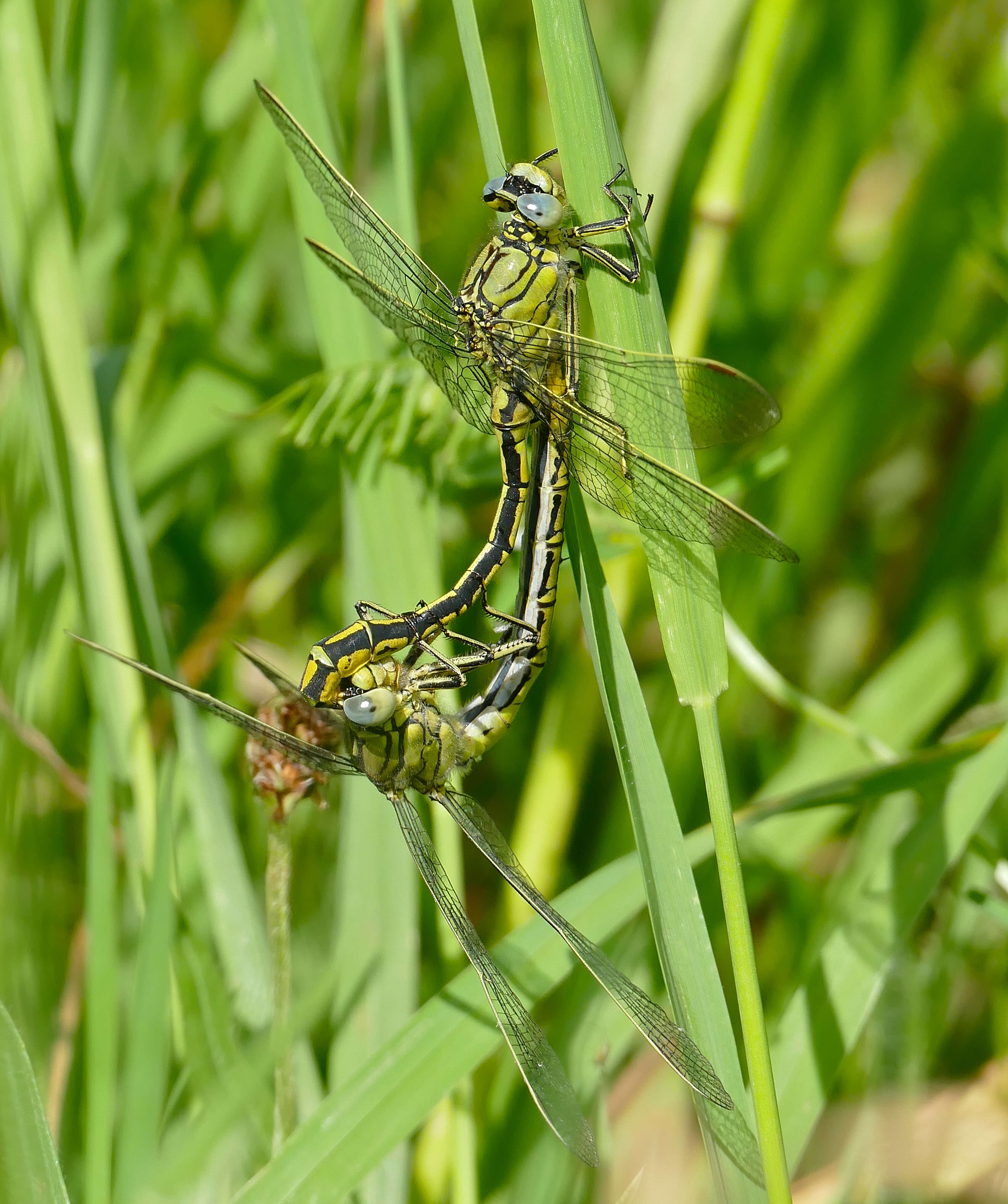 Image of Western Clubtail