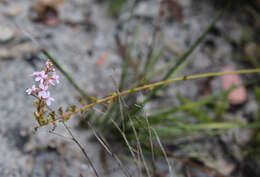 Image de Stylidium graminifolium Sw. ex Willd.