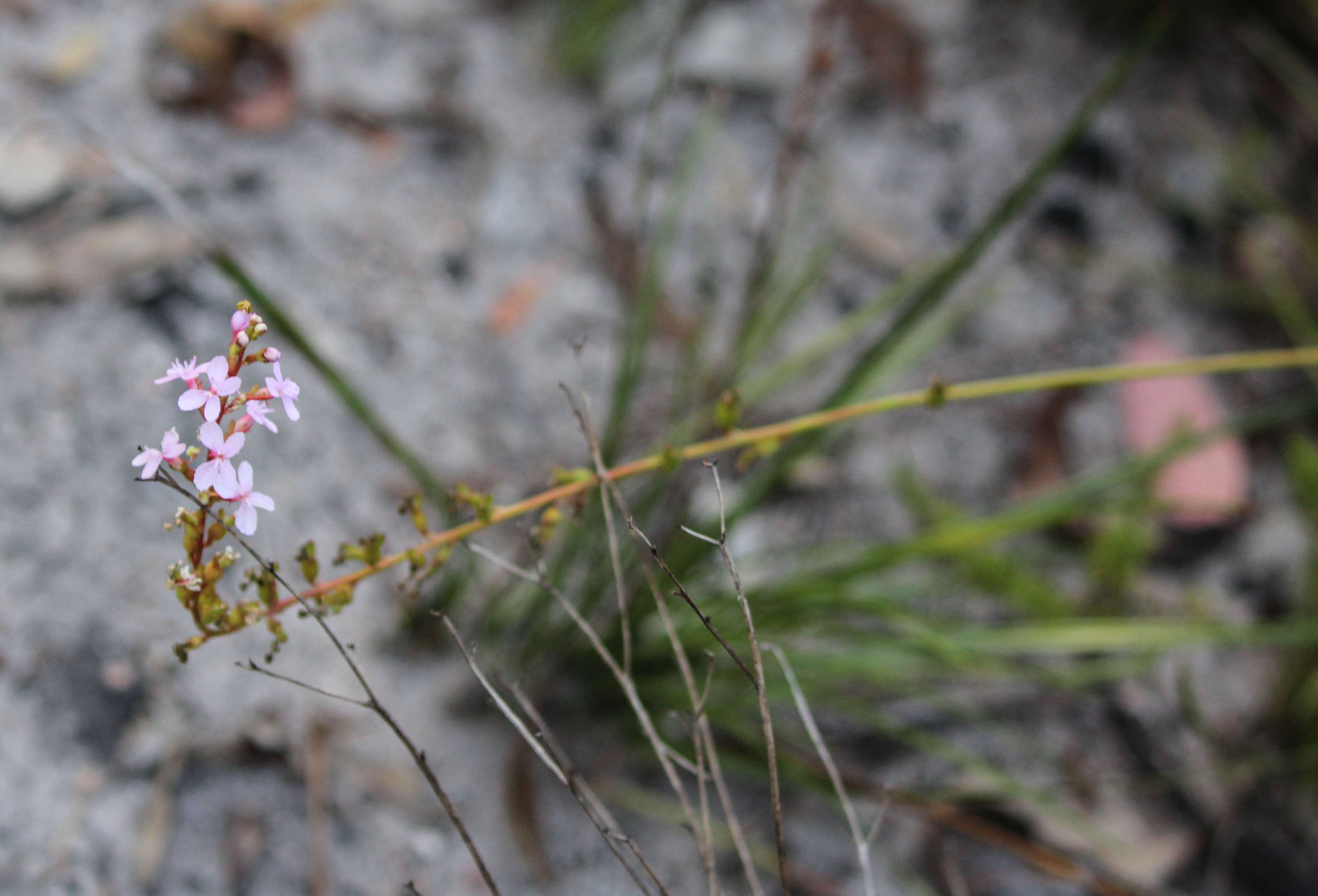 Image of Grass Triggerplant