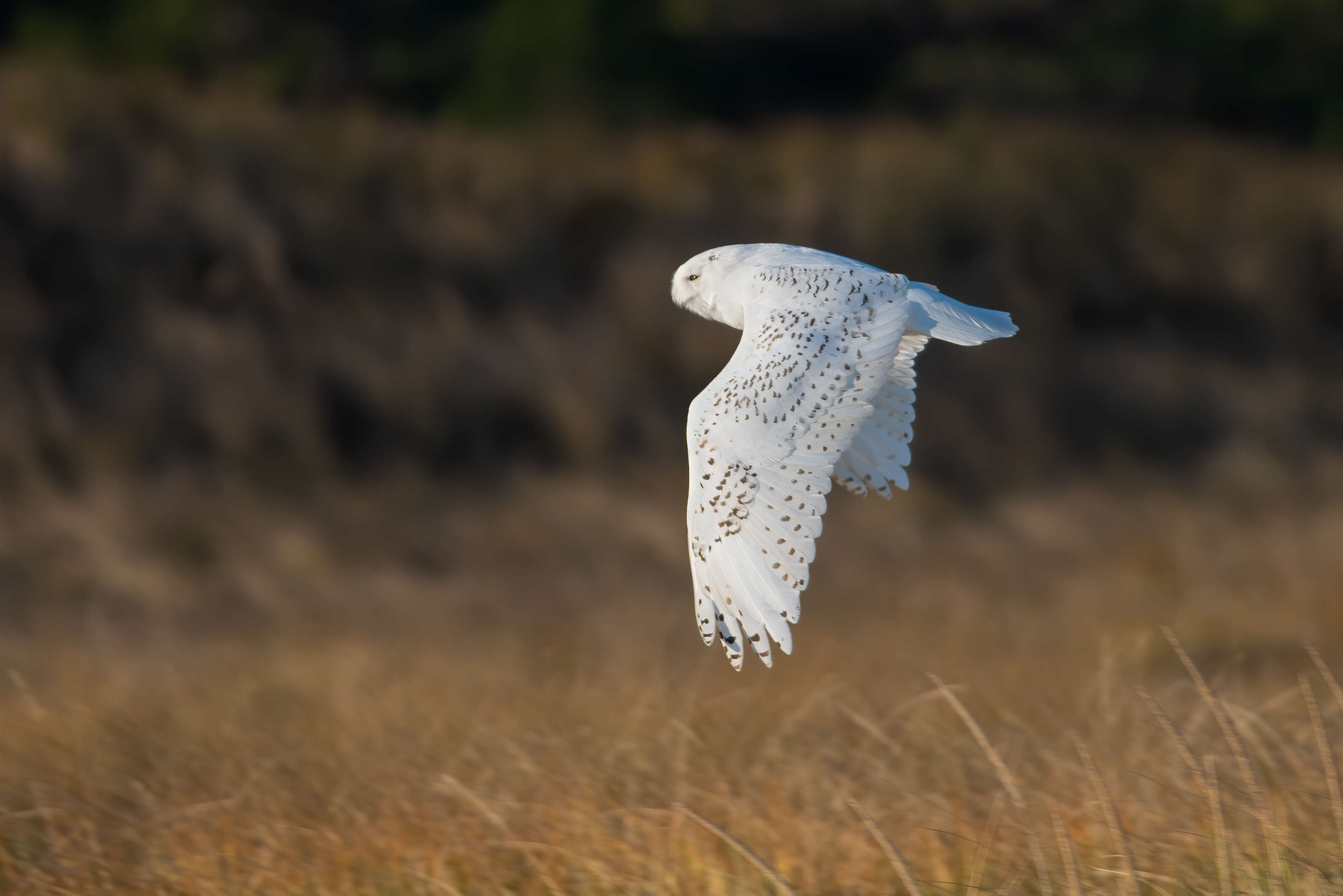 Image of Eagle-owls