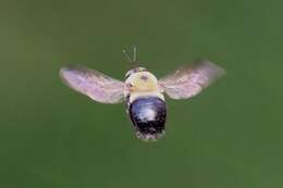 Image of carpenter bee