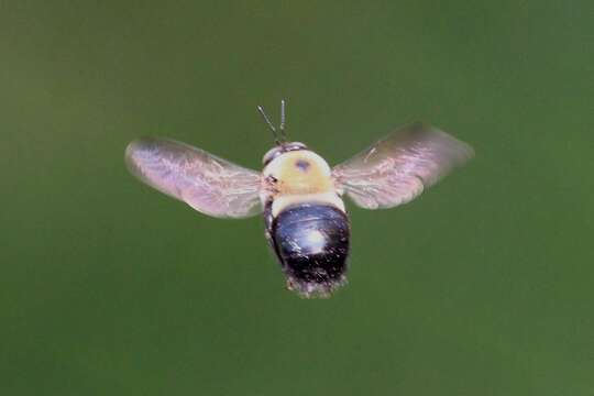 Image of Eastern Carpenter Bee