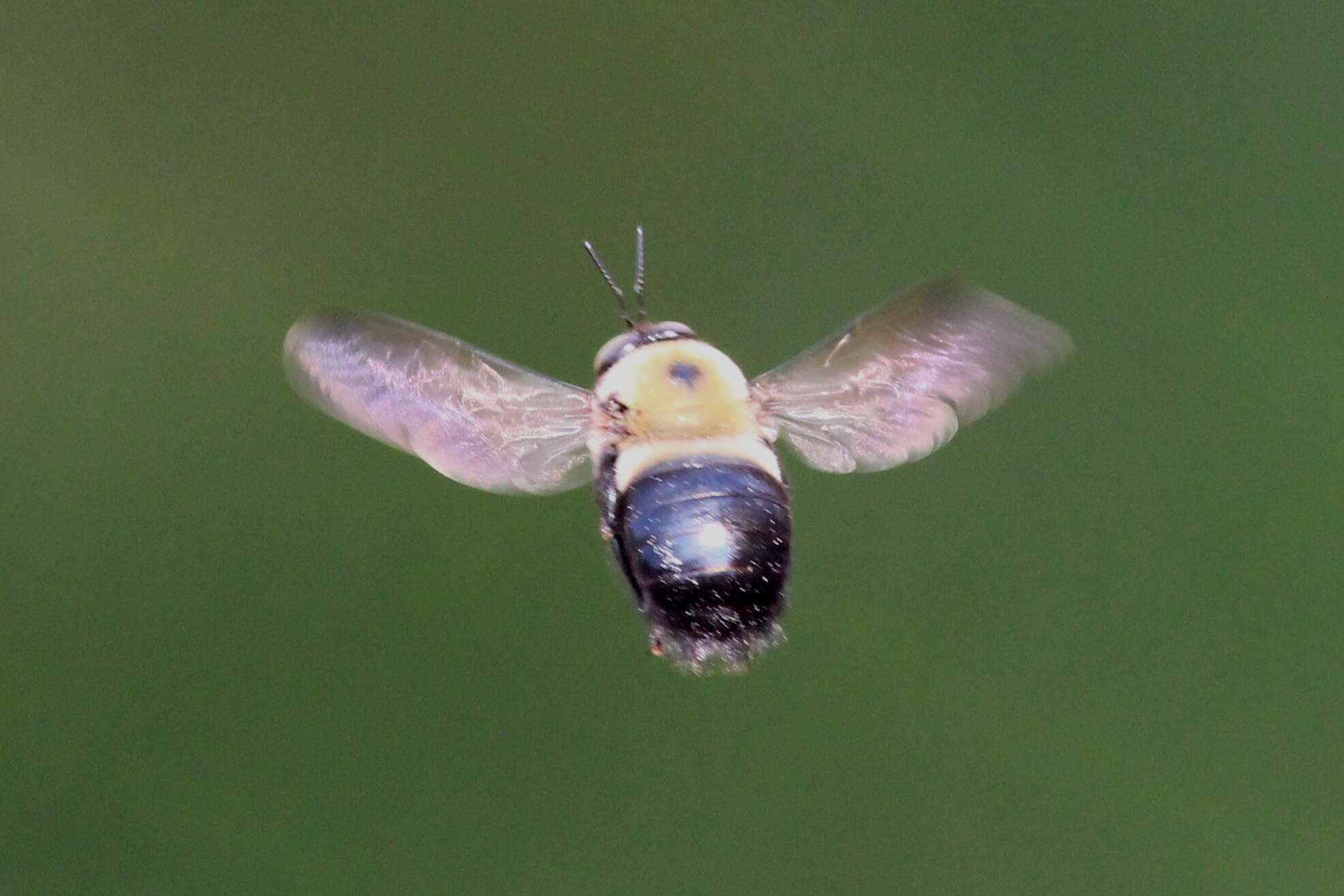 Plancia ëd Xylocopa virginica (Linnaeus 1771)