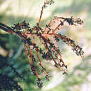 Image of Chamaedorea angustisecta Burret