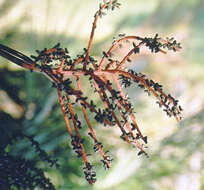 Image of Chamaedorea angustisecta Burret