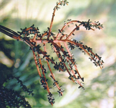 Image of Chamaedorea angustisecta Burret