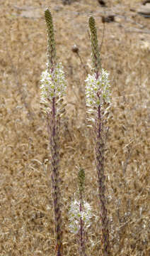 Image of White asphodel