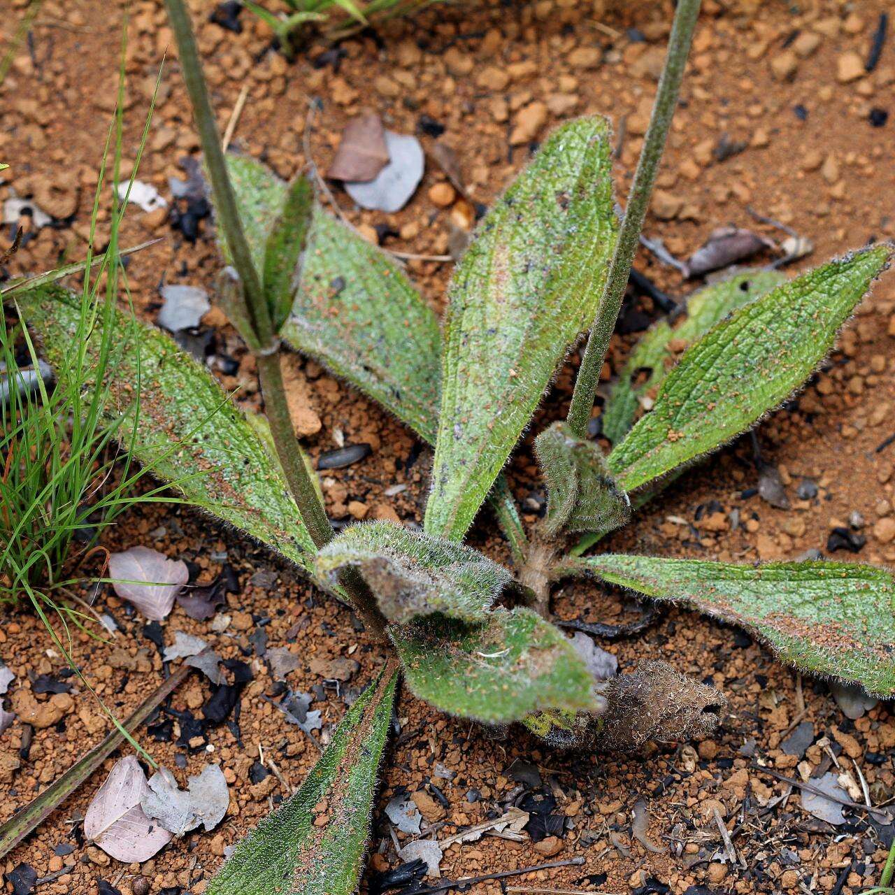 Image of bushmint